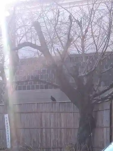 阿智神社の動物