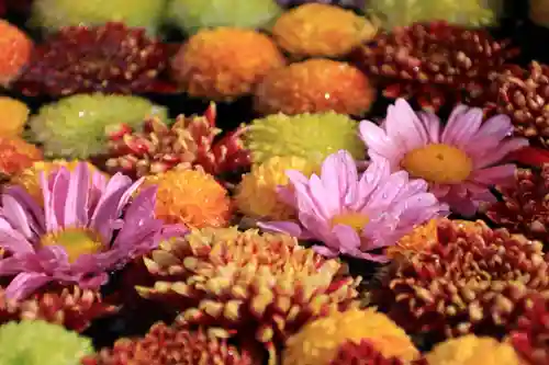 大鏑神社の手水舎