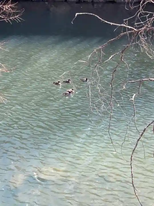 歳徳神社の動物