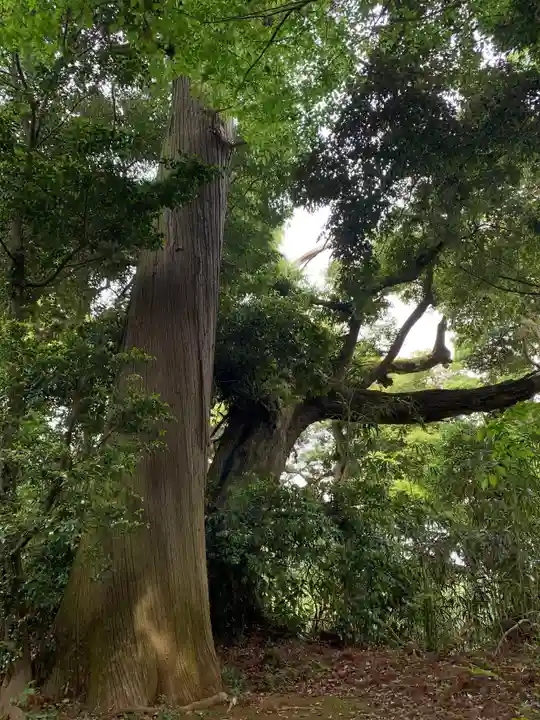 犬成神社の自然