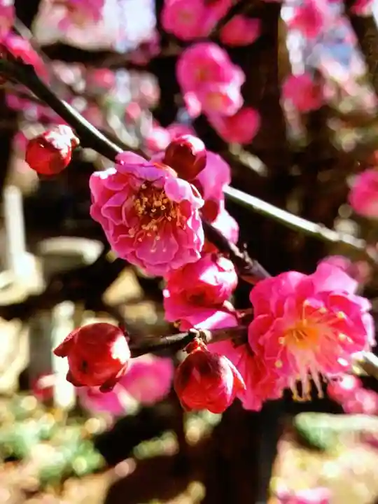 成願寺(東京都)