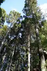 涼ケ岡八幡神社の自然