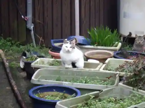 鷲峯神社の動物