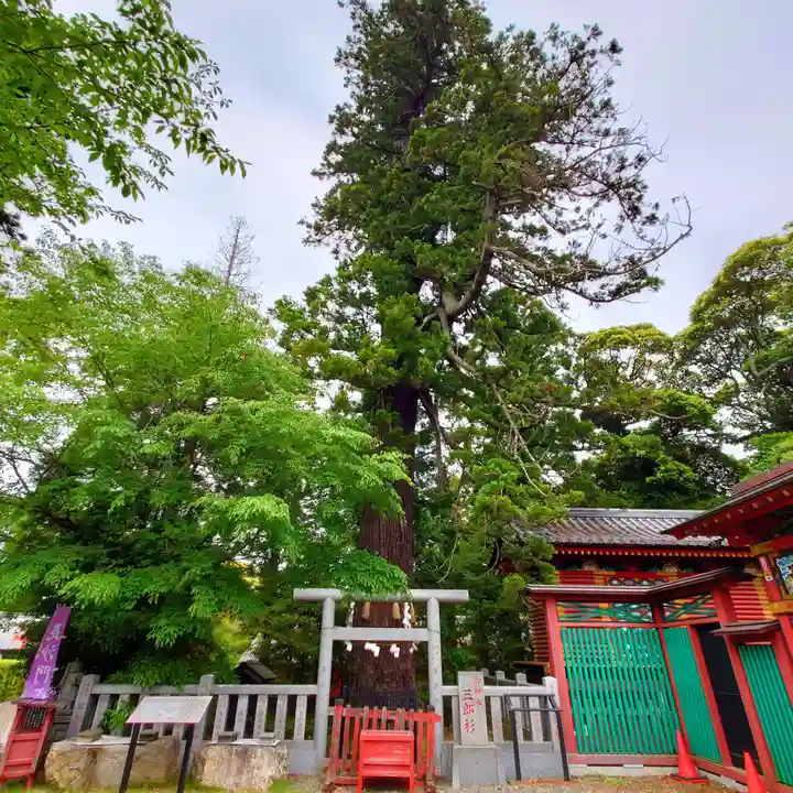 大杉神社(茨城県)