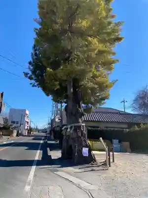 前玉神社(埼玉県)