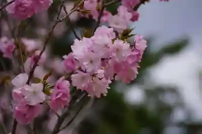 仁和寺(京都府)