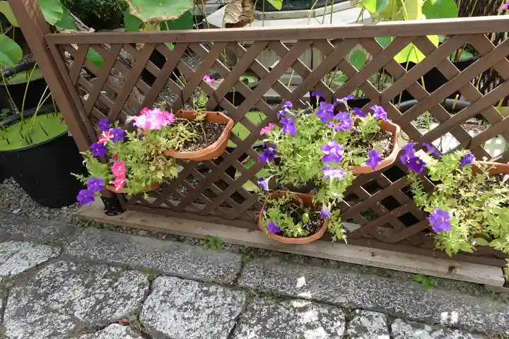 行願寺(革堂)の自然