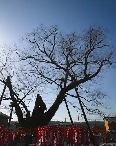 秩父今宮神社(埼玉県)