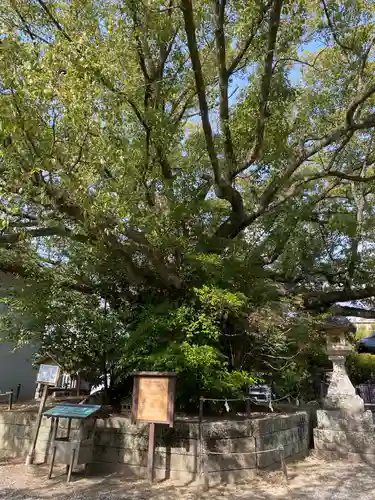 闘鶏神社(和歌山県)