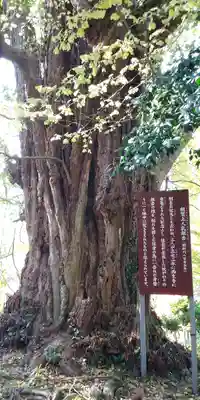 西生寺の自然