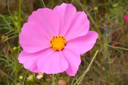 般若寺 ❁﻿コスモス寺❁(奈良県)