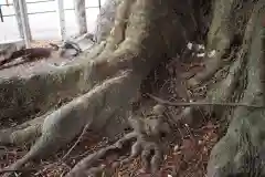 須賀神社の自然