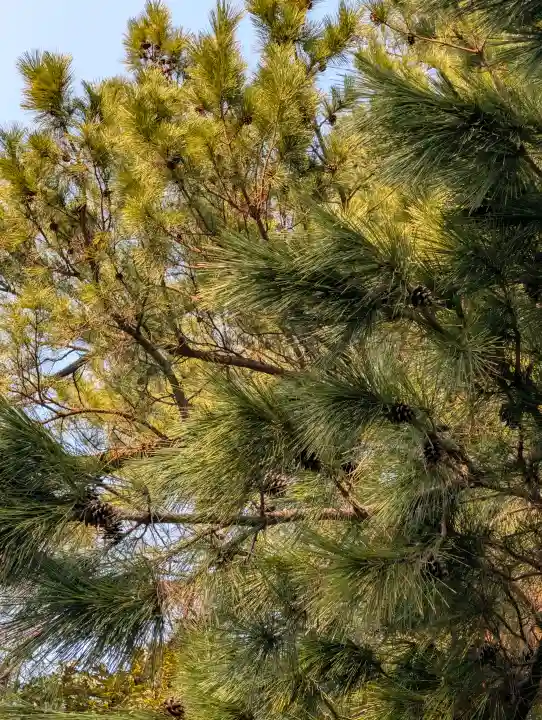 氣比神宮の{uncategorized: "未分類", other: "その他", undefined: "問題あり", building: "その他建物", grave: "お墓", sacred_gate: "鳥居", guardian: "狛犬", statue: "像", buddha: "仏像", history: "歴史", nature: "自然", garden: "庭園", animal: "動物", pagoda: "塔", temizu: "手水舎", mountain_gate: "山門・神門", sanctuary: "本殿・本堂", subordinate: "末社・摂社", art: "芸術", scenery: "景色", jizo: "地蔵", ema: "絵馬", goshuin: "御朱印", omikuji: "おみくじ", items: "授与品その他", amulet: "お守り", goshuincho: "御朱印帳", eats: "食事", festival: "お祭り", votive_dance: "神楽", shichigosan: "七五三参", wedding: "結婚式", experience: "体験その他", initially: "初詣", around: "周辺", anti_infection: "感染症対策"}