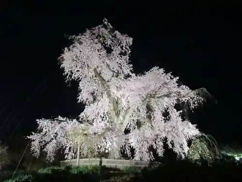 八坂神社(祇園さん)の自然