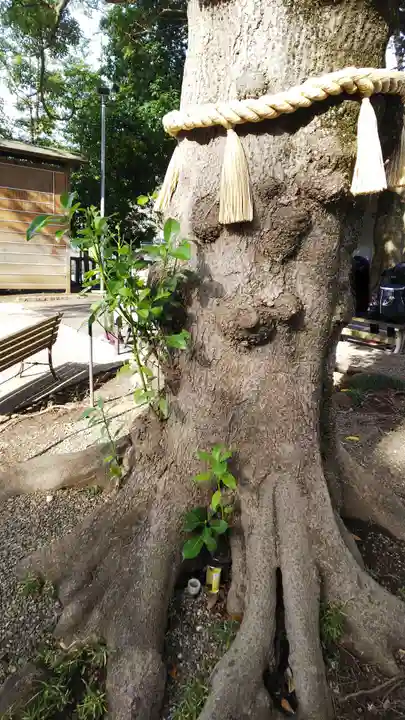 大宮・大原神社の自然