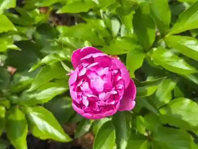 善楽寺(高知県)