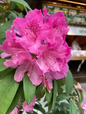 東京大神宮(東京都)