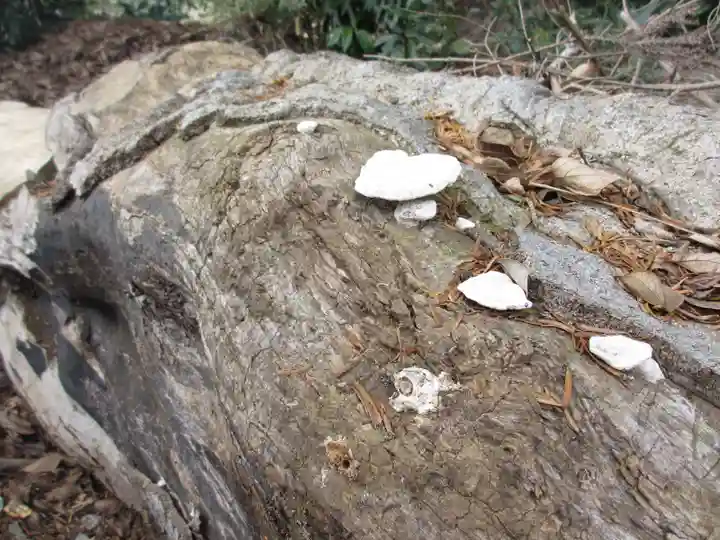 富里香取神社の自然