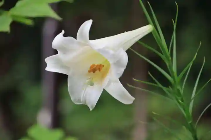 豊景神社の自然
