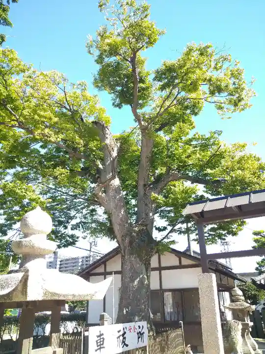 春日神社の自然
