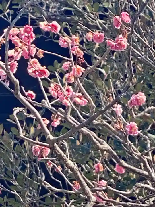 芳春院(京都府)