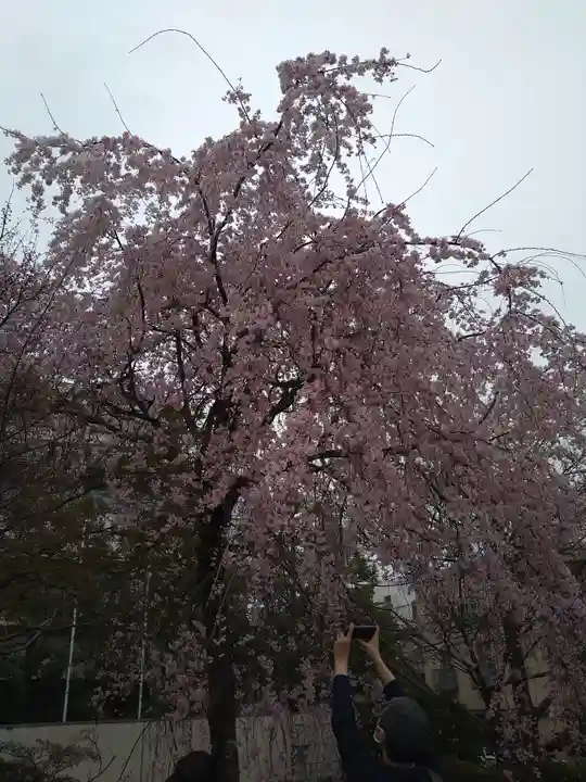 伝通院(東京都)