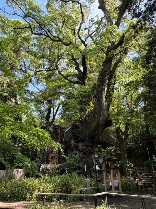 來宮神社の{uncategorized: "未分類", other: "その他", undefined: "問題あり", building: "その他建物", grave: "お墓", sacred_gate: "鳥居", guardian: "狛犬", statue: "像", buddha: "仏像", history: "歴史", nature: "自然", garden: "庭園", animal: "動物", pagoda: "塔", temizu: "手水舎", mountain_gate: "山門・神門", sanctuary: "本殿・本堂", subordinate: "末社・摂社", art: "芸術", scenery: "景色", jizo: "地蔵", ema: "絵馬", goshuin: "御朱印", omikuji: "おみくじ", items: "授与品その他", amulet: "お守り", goshuincho: "御朱印帳", eats: "食事", festival: "お祭り", votive_dance: "神楽", shichigosan: "七五三参", wedding: "結婚式", experience: "体験その他", initially: "初詣", around: "周辺", anti_infection: "感染症対策"}