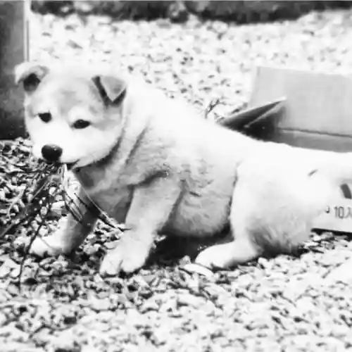 神田神社（神田明神）の動物