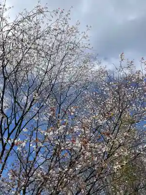 周防國総社宮 佐波神社の御朱印