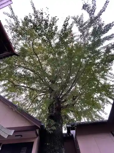 貴船神社の自然