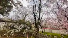 平野神社(京都府)