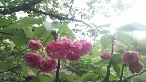 平野神社の自然