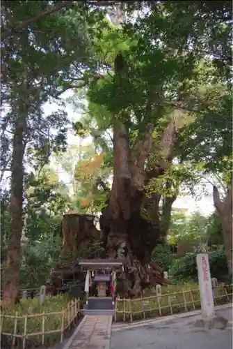 來宮神社の自然