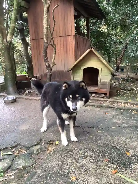 玉野御嶽神社の動物