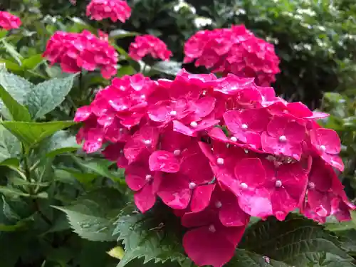 三室戸寺の自然