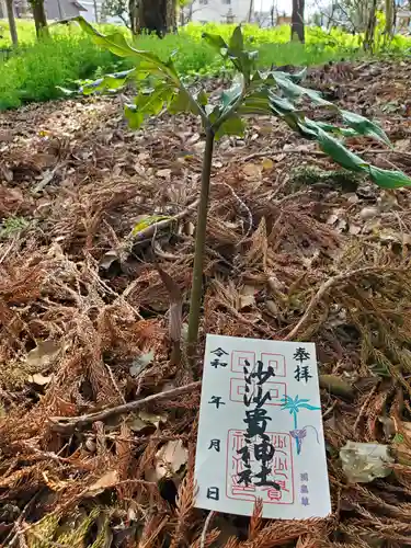 沙沙貴神社の御朱印