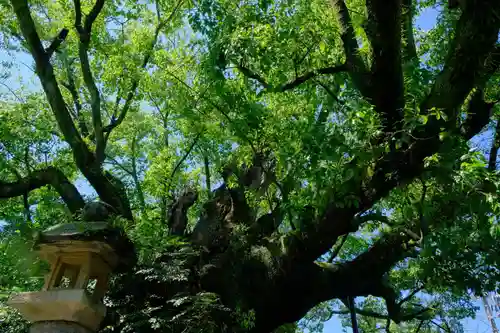 闘鶏神社の自然
