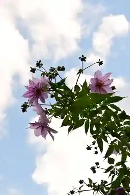 若宮神社(高知県)