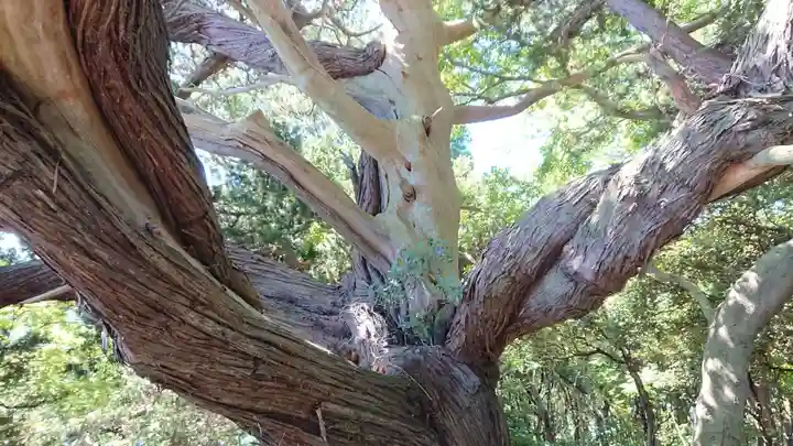 大瀬神社の自然