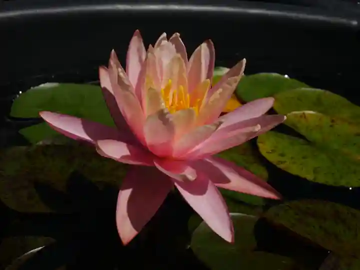 極楽山 浄土寺の自然