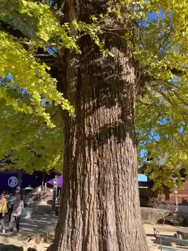 地蔵寺の{uncategorized: "未分類", other: "その他", undefined: "問題あり", building: "その他建物", grave: "お墓", sacred_gate: "鳥居", guardian: "狛犬", statue: "像", buddha: "仏像", history: "歴史", nature: "自然", garden: "庭園", animal: "動物", pagoda: "塔", temizu: "手水舎", mountain_gate: "山門・神門", sanctuary: "本殿・本堂", subordinate: "末社・摂社", art: "芸術", scenery: "景色", jizo: "地蔵", ema: "絵馬", goshuin: "御朱印", omikuji: "おみくじ", items: "授与品その他", amulet: "お守り", goshuincho: "御朱印帳", eats: "食事", festival: "お祭り", votive_dance: "神楽", shichigosan: "七五三参", wedding: "結婚式", experience: "体験その他", initially: "初詣", around: "周辺", anti_infection: "感染症対策"}