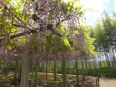 志那神社の自然