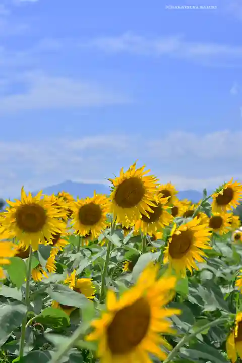 諏訪明神(神奈川県)