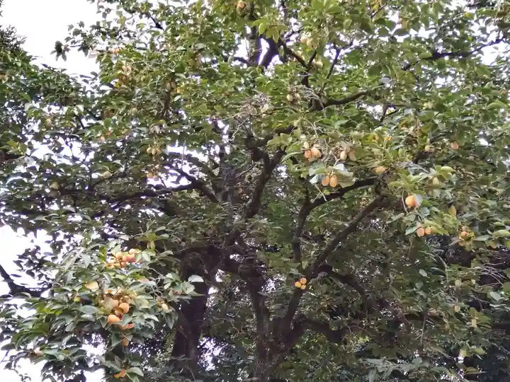 新曽氷川神社の自然