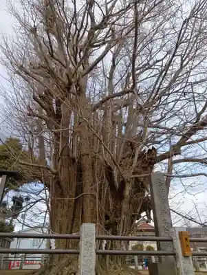 葛飾八幡宮(千葉県)