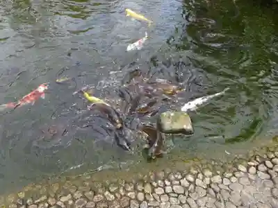 龍澤山祥雲寺の動物