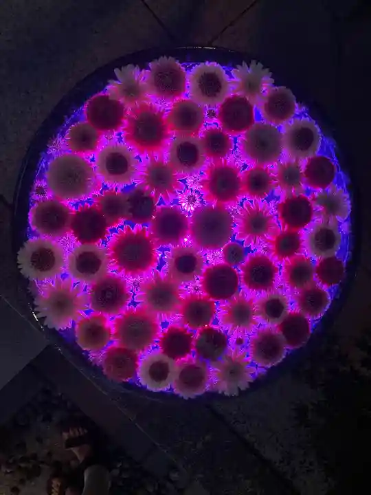 行田八幡神社の手水舎