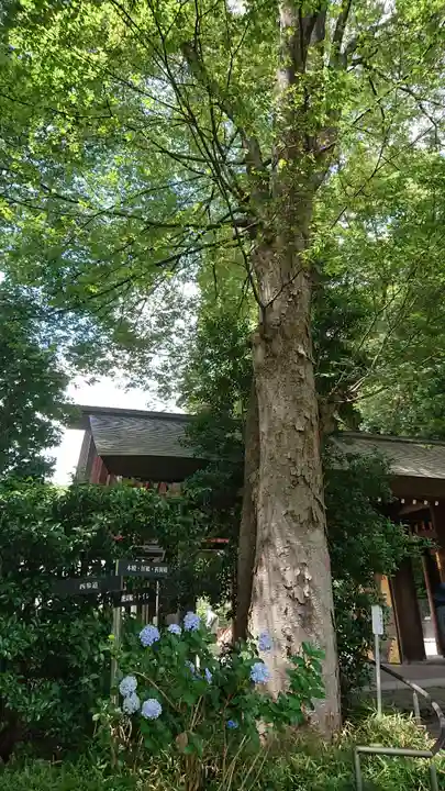 阿佐ヶ谷神明宮の自然
