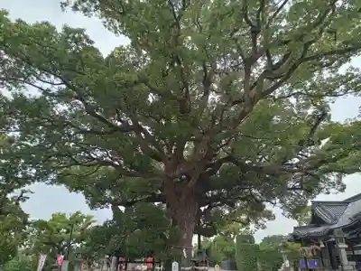 百舌鳥八幡宮(大阪府)