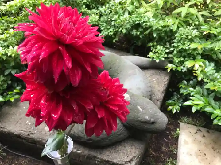 増上寺塔頭 三縁山 宝珠院の狛犬